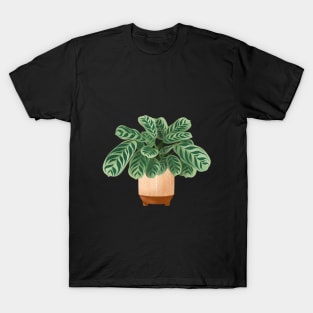 Calathea Burle-Marxii Amabilis, Calathea Plant Illustration T-Shirt